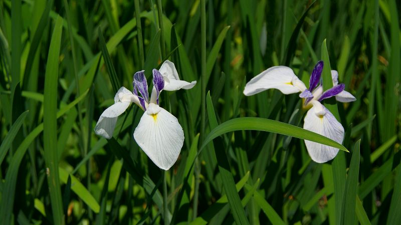 植物園の花菖蒲 （上賀茂 京都府立植物園 花菖蒲園 ）  (2009年06月03日)_c0119555_202369.jpg