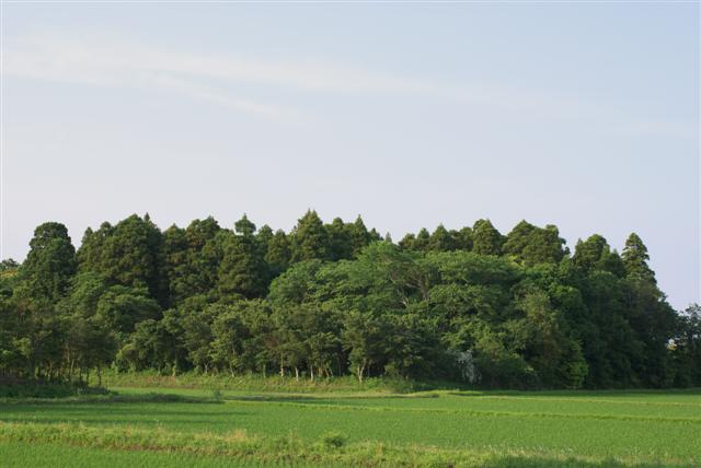 a0117056_174984.jpg