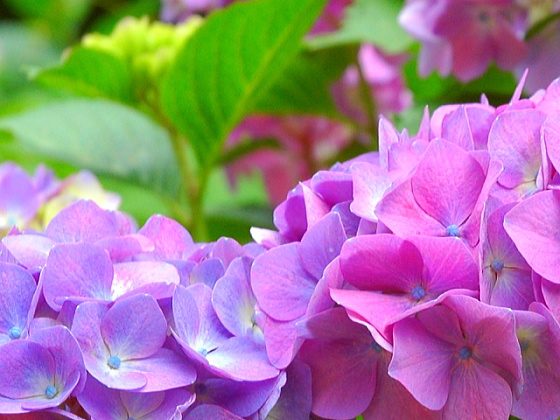 紫陽花の季節 戸畑区夜宮公園にて 北九州詩的写真集 花 空 海 街 風景写真素材 無料配布ブログ