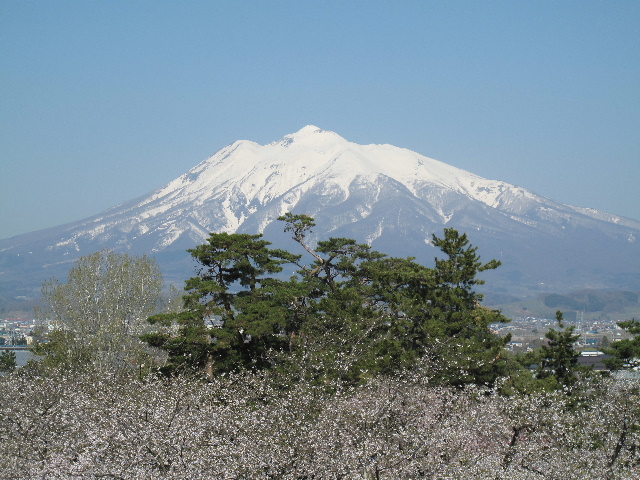 弘前公園桜_b0184468_0152015.jpg