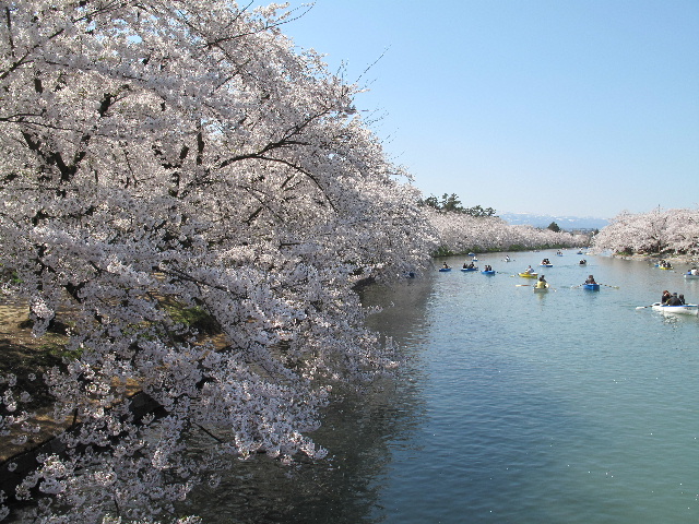 弘前公園桜_b0184468_0344397.jpg