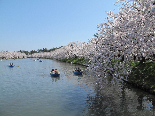 弘前公園桜_b0184468_036070.jpg