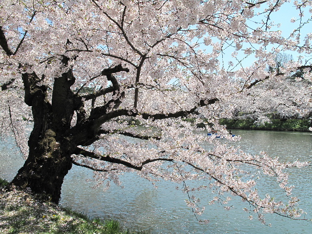 弘前公園桜_b0184468_0392841.jpg