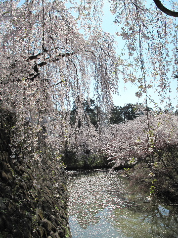 弘前公園桜_b0184468_083874.jpg