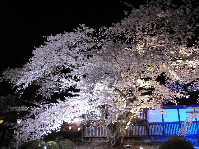 弘前公園桜_b0184468_122971.jpg