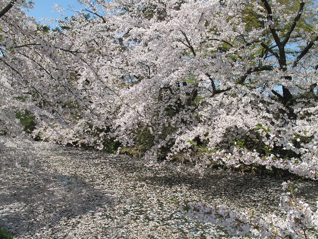 弘前公園桜_b0184468_135497.jpg