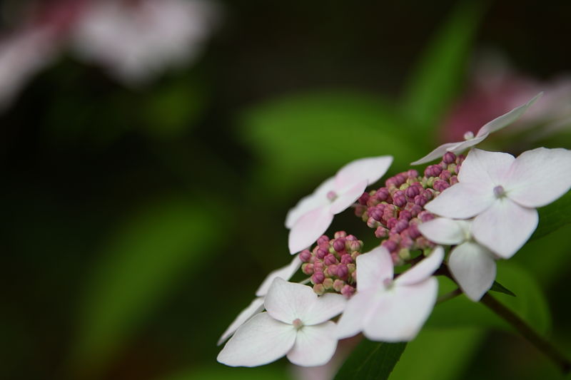 植物園_a0117972_21274048.jpg