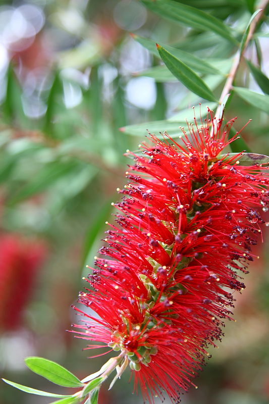 植物園_a0117972_21284312.jpg