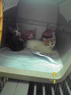保護してきた子猫たち_c0167175_19271729.jpg