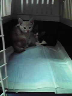 保護してきた子猫たち_c0167175_19274190.jpg