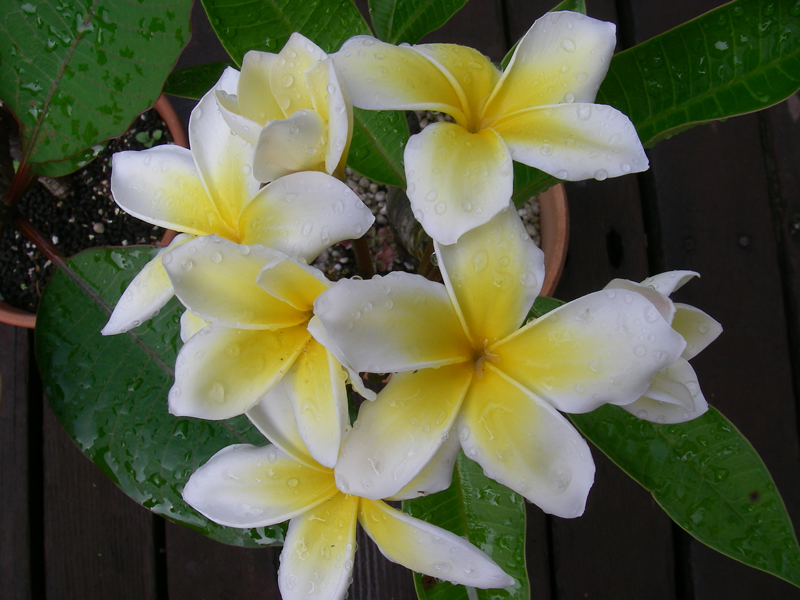 プルメリア（アブツサ種） : 楽園ハワイの花図鑑