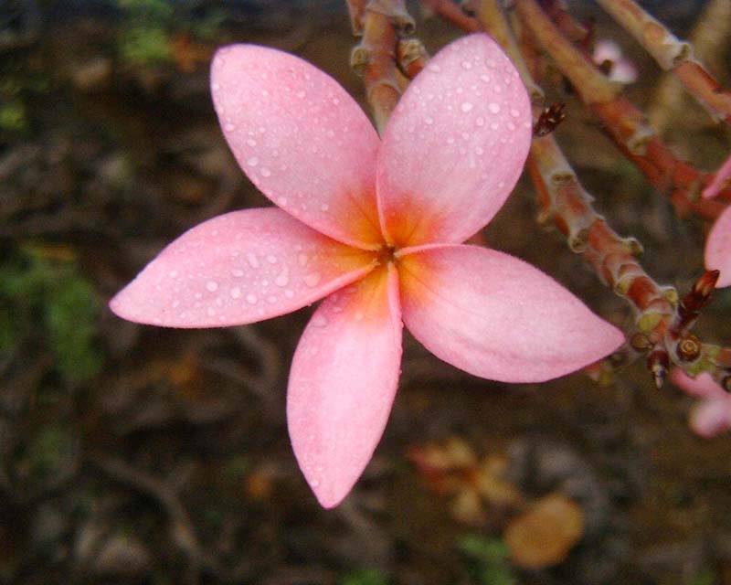 プルメリア ルブラ種 楽園ハワイの花図鑑 プルメリア ルブラ種 楽園ハワイの花図鑑