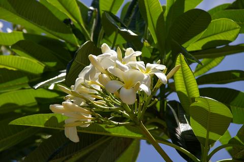 プルメリア（アブツサ種） : 楽園ハワイの花図鑑
