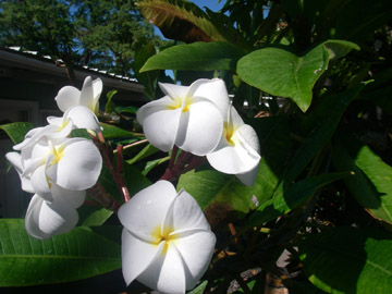 プルメリア（アブツサ種） : 楽園ハワイの花図鑑