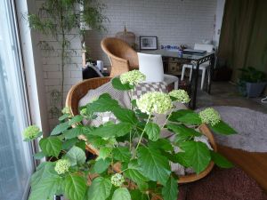 2009年6月1日 私もB型です_b0098584_3462928.jpg