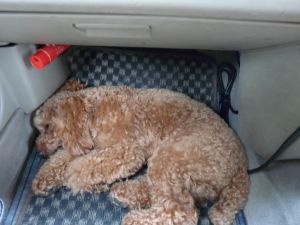 2009年6月1日 私もB型です_b0098584_3474925.jpg