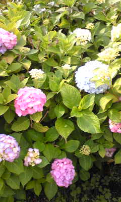 b0143103_15233276.jpg