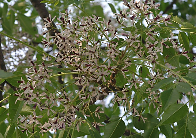 e0039703_1431487.jpg