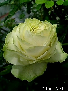 Green Roses_b0099813_022718.jpg