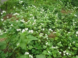 b0026615_9381617.jpg
