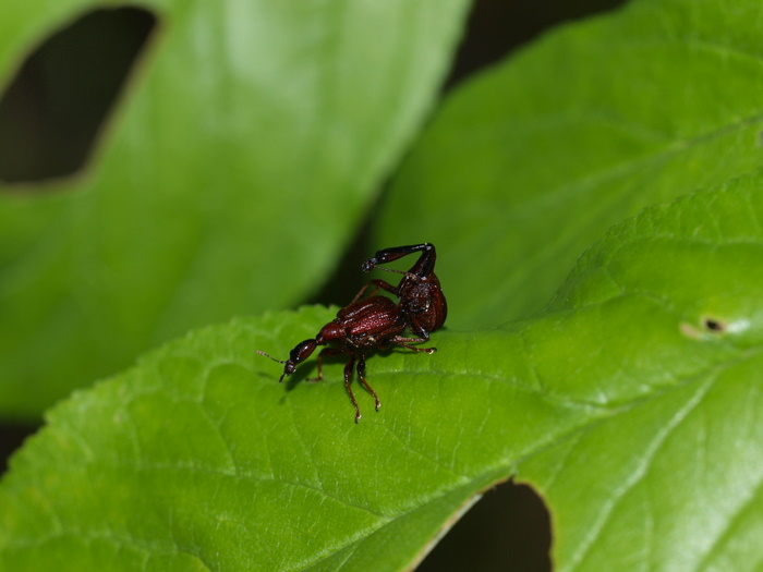 アカクビナガオトシブミ_c0116915_0143110.jpg