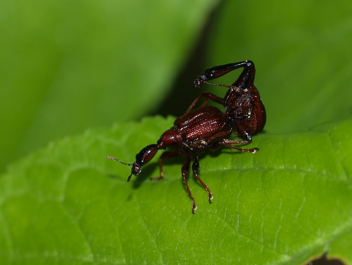 アカクビナガオトシブミ_c0116915_014465.jpg