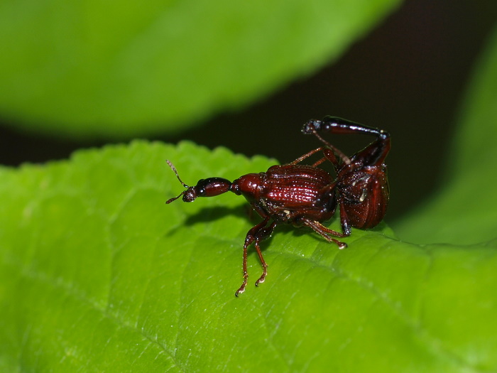 アカクビナガオトシブミ_c0116915_0144828.jpg