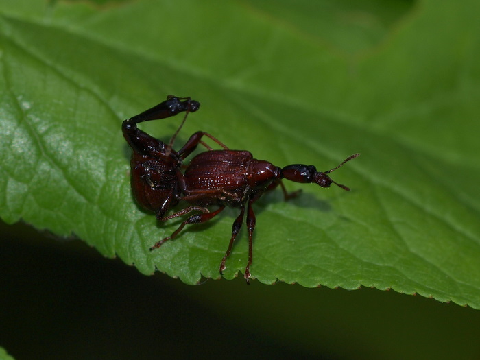 アカクビナガオトシブミ_c0116915_0153731.jpg
