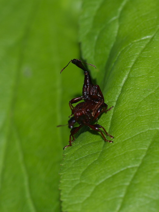 アカクビナガオトシブミ_c0116915_0161064.jpg