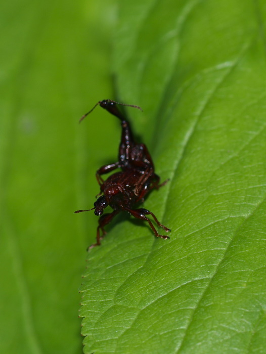アカクビナガオトシブミ_c0116915_0162429.jpg