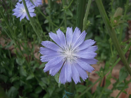 チコリの花が咲き始めました_d0063218_925997.jpg