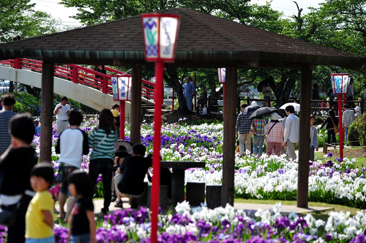 豊橋　賀茂しょうぶ園_c0046520_20271865.jpg