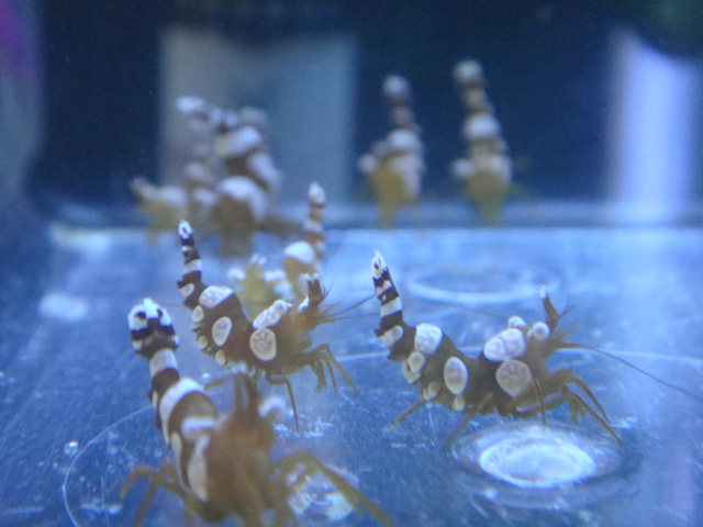 海水魚・サンゴ・水草・日本産淡水魚_f0189122_1314135.jpg
