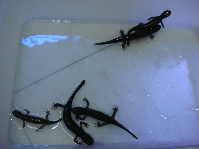海水魚・サンゴ・水草・日本産淡水魚_f0189122_13233466.jpg