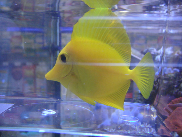 海水魚・サンゴ・水草・日本産淡水魚_f0189122_134927.jpg