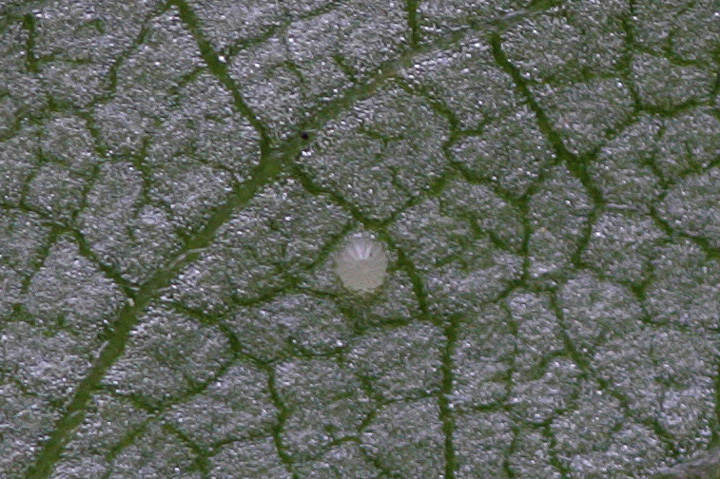 f0161823_526401.jpg