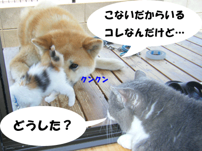 f0008935_13522034.gif