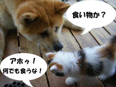 f0008935_13523045.gif