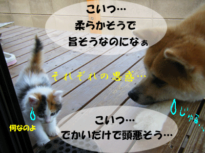f0008935_13524968.gif