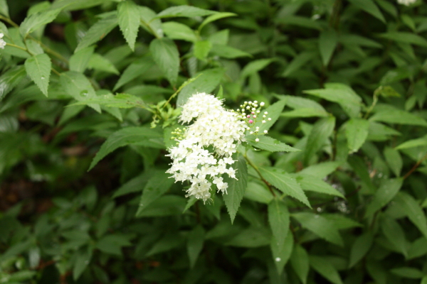 野の花と椋の木露天風呂_c0144038_20383681.jpg