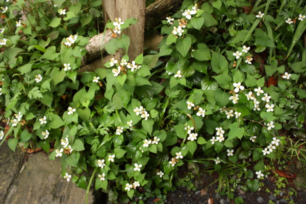 野の花と椋の木露天風呂_c0144038_2045861.jpg