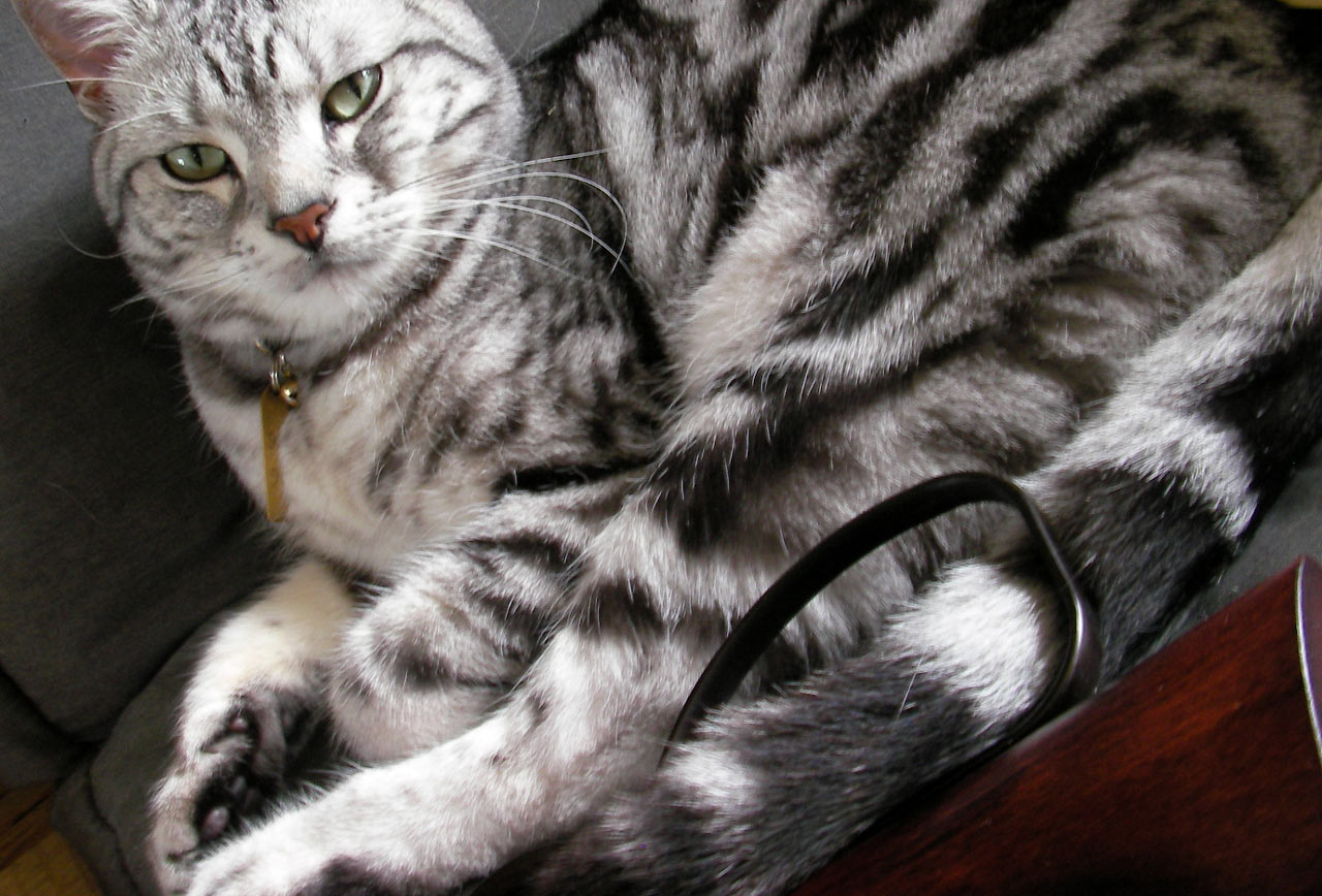 野良猫無宿_d0067943_11565064.jpg