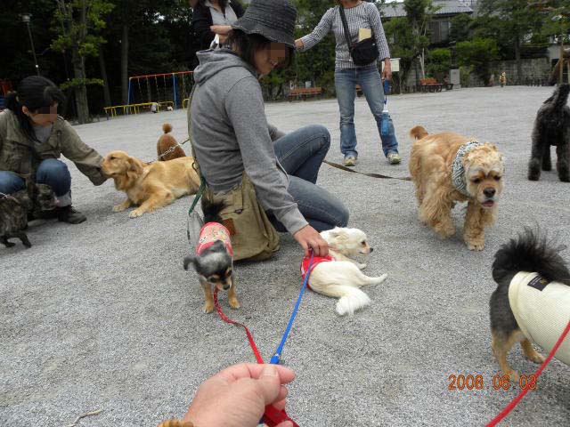 飼い主にも(*\'ー\'*)ふふっ♪_c0102545_1751853.jpg