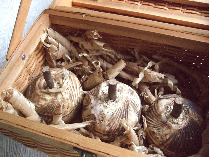 e0060452_11264724.jpg