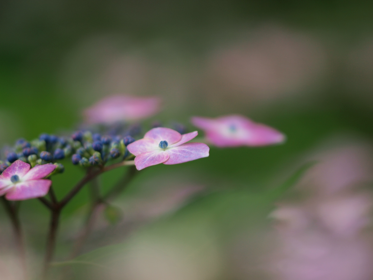 紫陽花祭_a0089554_15285258.jpg