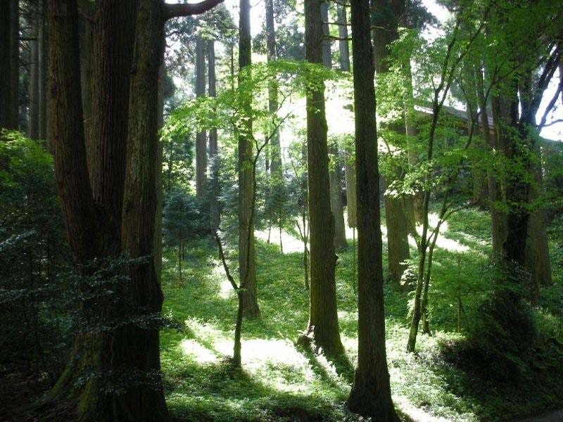 「霧島～高千穂～阿蘇」神社参拝記　その７_b0031558_3103860.jpg