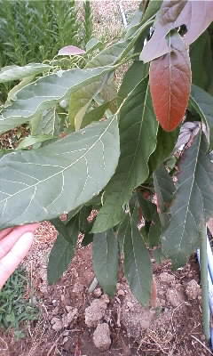 e0081959_1195663.jpg