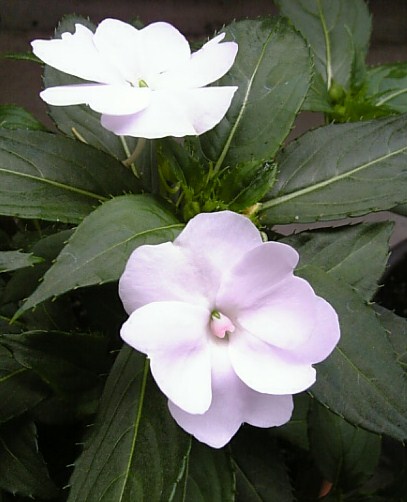 c0115560_1643116.jpg