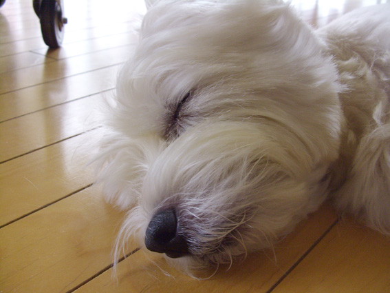 眠り姫_b0107163_18203331.jpg