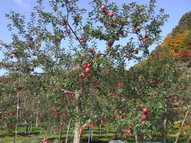 b0184468_08355.jpg